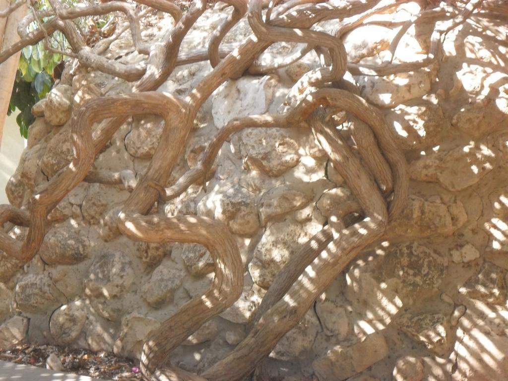 Almog Kibbutz Hotel エクステリア 写真